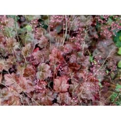 Alunrod 'Rachel' Heuchera Hybrid 'Rachel' 1 Liter Potte -Sirius Butik mi12089 heuchera rachel 4cfc