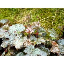 Alunrod 'Rachel' Heuchera Hybrid 'Rachel' 1 Liter Potte -Sirius Butik mi12089 heuchera rachel 69ea