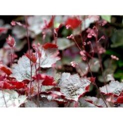 Alunrod 'Rachel' Heuchera Hybrid 'Rachel' 1 Liter Potte -Sirius Butik mi12089 heuchera rachel 78e2