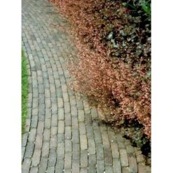 Alunrod 'Rachel' Heuchera Hybrid 'Rachel' 1 Liter Potte -Sirius Butik mi12089 heuchera rachel b290