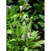 Koreansk Funkia Hosta Clausa 1 Liter Potte