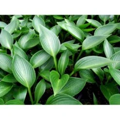 Funkia 'Devon Green' Hosta Hybrid 'Devon Green' 1 Liter Potte 7 Funkia 'Devon Green' Hosta Hybrid 'Devon Green' 1 Liter Potte -Sirius Butik mi12142 hosta devon green 1fb7