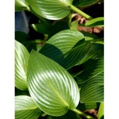 Funkia 'Devon Green' Hosta Hybrid 'Devon Green' 1 Liter Potte 9 Funkia 'Devon Green' Hosta Hybrid 'Devon Green' 1 Liter Potte -Sirius Butik mi12142 hosta devon green f28a