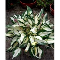Funkia 'Fire And Ice' Hosta Hybrid 'Fire And Ice' Potte 2 Liter. -Sirius Butik mi12148 hosta fire ice b873