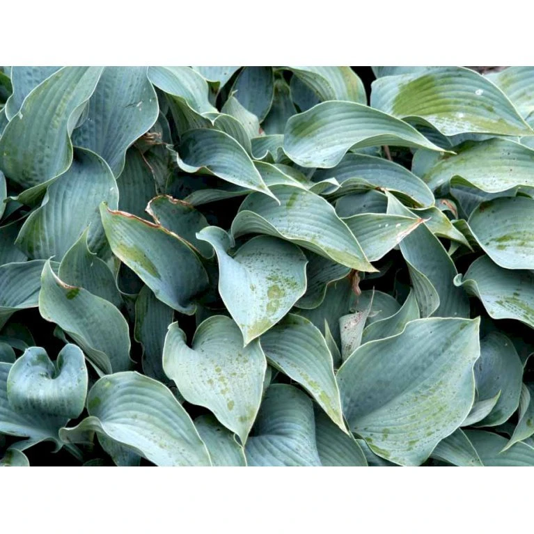 Funkia 'Halcyon' Hosta Tardiana 'Halcyon' 1 Liter Potte 5 Funkia 'Halcyon' Hosta Tardiana 'Halcyon' 1 Liter Potte - Billede 5