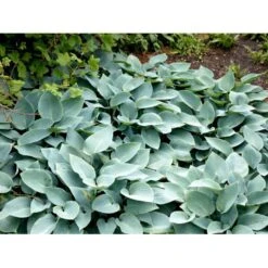Funkia 'Halcyon' Hosta Tardiana 'Halcyon' 1 Liter Potte 12 Funkia 'Halcyon' Hosta Tardiana 'Halcyon' 1 Liter Potte -Sirius Butik mi12165 hosta halcyon 4de0