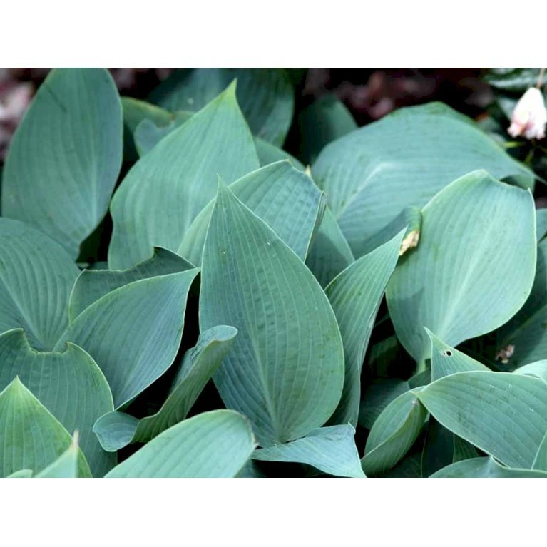 Funkia 'Halcyon' Hosta Tardiana 'Halcyon' 1 Liter Potte 3 Funkia 'Halcyon' Hosta Tardiana 'Halcyon' 1 Liter Potte - Billede 3