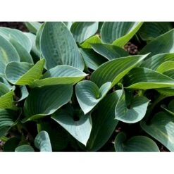 Funkia 'Halcyon' Hosta Tardiana 'Halcyon' 1 Liter Potte 10 Funkia 'Halcyon' Hosta Tardiana 'Halcyon' 1 Liter Potte -Sirius Butik mi12165 hosta halcyon bde1