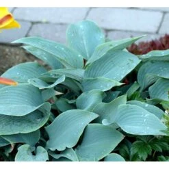 Funkia 'Halcyon' Hosta Tardiana 'Halcyon' 1 Liter Potte