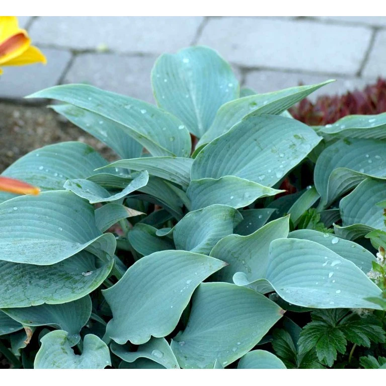 Funkia 'Halcyon' Hosta Tardiana 'Halcyon' 1 Liter Potte 1 Funkia 'Halcyon' Hosta Tardiana 'Halcyon' 1 Liter Potte