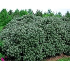 Havtorn 'Hikul' (han) Hippophae Rhamnoides 'Hikul' (han) Potte 4,0 Liter,- 50-60 Cm. 6 Havtorn 'Hikul' (han) Hippophae Rhamnoides 'Hikul' (han) Potte 4,0 Liter,- 50-60 Cm. -Sirius Butik mi1217 hippophae rhamnoides hikul ff88