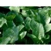 Funkia 'Royal Standard' Hosta Hybrid 'Royal Standard' 1 Liter Potte