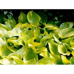 Funkia 'Sum And Substance' Hosta Hybrid 'Sum And Substance' 1 Liter Potte -Sirius Butik mi12208 hosta sum and substance 61a6