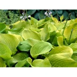 Funkia 'Sum And Substance' Hosta Hybrid 'Sum And Substance' 1 Liter Potte -Sirius Butik mi12208 hosta sum and substance 7a78