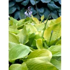 Funkia 'Sum And Substance' Hosta Hybrid 'Sum And Substance' 1 Liter Potte -Sirius Butik mi12208 hosta sum and substance c8d2