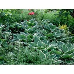 Funkia 'Francee' Hosta Fortunei 'Francee' 1 Liter Potte -Sirius Butik mi1220 hosta fortunei francee 11a7