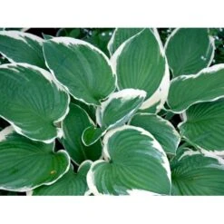 Funkia 'Francee' Hosta Fortunei 'Francee' 1 Liter Potte -Sirius Butik mi1220 hosta fortunei francee 5aad