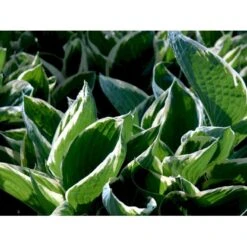 Funkia 'Francee' Hosta Fortunei 'Francee' 1 Liter Potte -Sirius Butik mi1220 hosta fortunei francee 5c8d