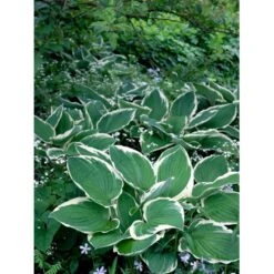 Funkia 'Francee' Hosta Fortunei 'Francee' 1 Liter Potte -Sirius Butik mi1220 hosta fortunei francee b332
