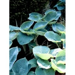 Funkia 'Big Daddy' Hosta Hybrid 'Big Daddy' 1 Liter Potte -Sirius Butik mi1225 hosta big daddy c3b1