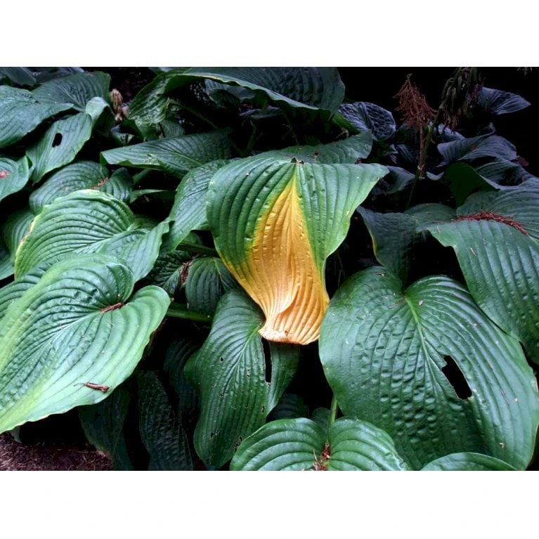 Von Siebold's Funkia Hosta Sieboldiana 1 Liter Potte 3 Von Siebold's Funkia Hosta Sieboldiana 1 Liter Potte - Billede 3