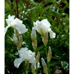 Haveiris 'Immortality' Iris Germanica 'Immortality' 1 Liter Potte -Sirius Butik mi12336 iris immortality 0f87