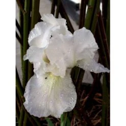 Haveiris 'Immortality' Iris Germanica 'Immortality' 1 Liter Potte -Sirius Butik mi12336 iris immortality 7b18