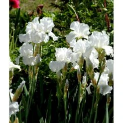 Haveiris 'Immortality' Iris Germanica 'Immortality' 1 Liter Potte -Sirius Butik mi12336 iris immortality 97fa