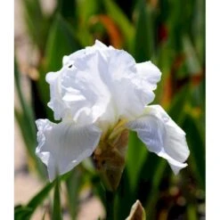 Haveiris 'Immortality' Iris Germanica 'Immortality' 1 Liter Potte