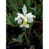 Dværgiris Iris 'Lilli White' 1 Liter Potte