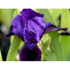 Dværg-Iris Iris Pumila 'Little Shadow' 1 Liter Potte -Sirius Butik mi12348 iris little shadow 9b1f