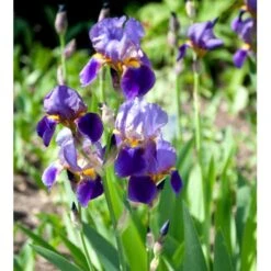 Haveiris 'Superstition' Iris Germanica 'Superstition' 1 Liter Potte -Sirius Butik mi12397 iris superstition 32fc