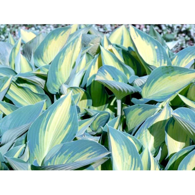 Hosta 'June' Hosta Tardiana 'June' Potte 2 Liter. 1 Hosta 'June' Hosta Tardiana 'June' Potte 2 Liter.