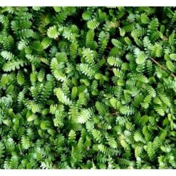 Trædebregne Minima Leptinella (cotula) Minima 10 Cm. Potte 5 Trædebregne Minima Leptinella (cotula) Minima 10 Cm. Potte -Sirius Butik mi12490 leptinella minima cotula minima 6c5a