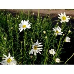 Kæmpemargarit 'Alaska' Leucanthemum Superba 'Alaska' 1 Liter Potte -Sirius Butik mi12497 leucanthemum alaska ebce