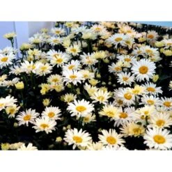 Kæmpemargerit 'Banana Cream' Leucanthemum 'Banana Cream' 1 Liter Potte -Sirius Butik mi12498 leucanthemum banana cream bb3c