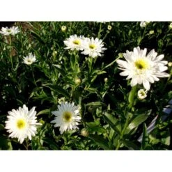 Kæmpemargerit 'Christine Hagemann' Leucanthemum Superbum 'Christine Hagemann' 1 Liter Potte -Sirius Butik mi12500 leucanthemum christine hagemann 7af8