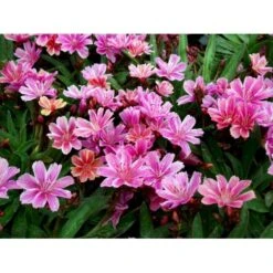 Lewisia 'Little Plum' Lewisia Longipetala 'Little Plum' 10 Cm. Potte -Sirius Butik mi12524 lewisia cotyledon little plum 5444