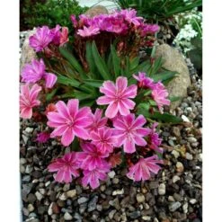 Lewisia 'Little Plum' Lewisia Longipetala 'Little Plum' 10 Cm. Potte -Sirius Butik mi12524 lewisia cotyledon little plum cfe5