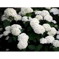 Træagtig Hortensia 'Annabelle' Hydrangea Arborescens 'Annabelle' Potte 2,0 Liter,- 30-40 Cm. -Sirius Butik mi1252 hydrangea arborescens annabelle 1be1