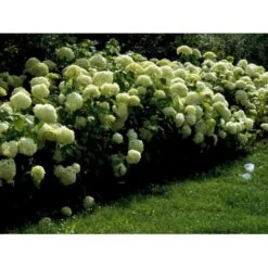 Træagtig Hortensia 'Annabelle' Hydrangea Arborescens 'Annabelle' Potte 2,0 Liter,- 30-40 Cm. -Sirius Butik mi1252 hydrangea arborescens annabelle 910f