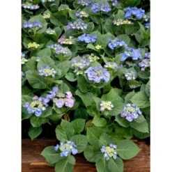 Hortensia 'Blaumeise' Hydrangea Macrophylla 'Blaumeise' 2,5 Liter -Sirius Butik mi1255 hydrangea macrophylla blaumeise 127c