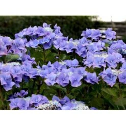 Sirius Butik 28 Sirius Butik -Sirius Butik mi1255 hydrangea macrophylla blaumeise 825a