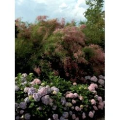 Hortensia 'Bouquet Rose' Hydrangea Macrophylla 'Bouquet Rose' 3,5 Liter Potte -Sirius Butik mi1258 hydrangea macrophylla bouquet rose e652