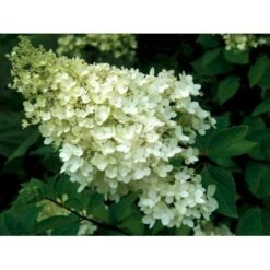Sirius Butik 20 Sirius Butik -Sirius Butik mi1259 hydrangea paniculata grandiflora c832