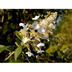 Syrén-Hortensia 'Kyushu' Hydrangea Paniculata 'Kyushu' Potte 2,0 Liter,- 30-40 Cm. -Sirius Butik mi1260 hydrangea paniculata kyushu 7ddf