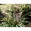 Liriope 'Ingwersen' Liriope Muscari 'Ingwersen' 1 Liter Potte
