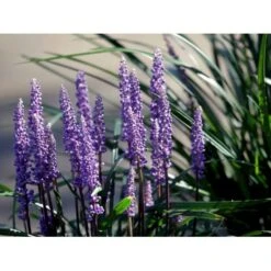 Japansk Skilla 'Moneymaker' Liriope Muscari 'Moneymaker' 1 Liter Potte