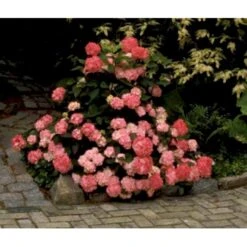 Japansk Hortensia 'Preziosa' Hydrangea Serrata 'Preziosa' 3,5 Liter Potte -Sirius Butik mi1263 hydrangea preziosa 95d1