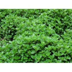 Eau De Colognemynte Mentha Rotundifolia 'Eau De Cologne' 1 Liter Potte 7 Eau De Colognemynte Mentha Rotundifolia 'Eau De Cologne' 1 Liter Potte -Sirius Butik mi12721 mentha rotundifolia eau de cologne 1f1c